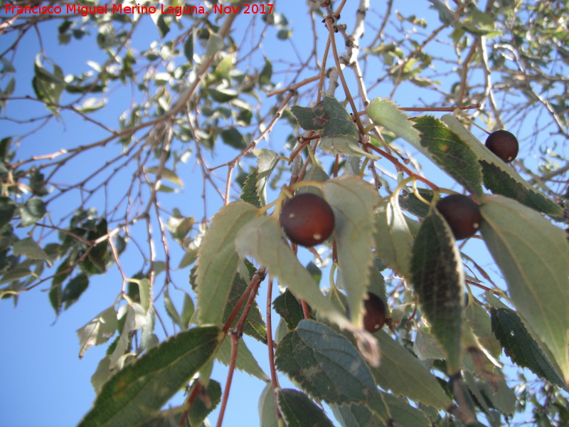 Almez - Almez. Fruto. Arbolillo de La Pea - Jan