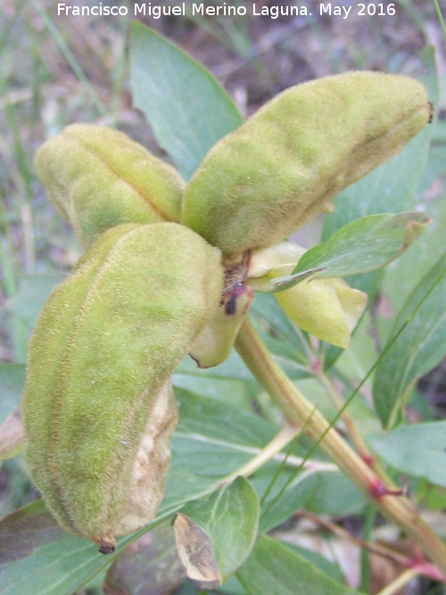 Peona - Peona. Fruto. La Lancha - Andjar