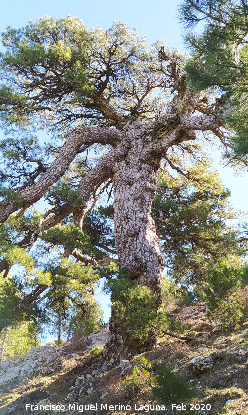Pinar del Caba�as - Pinar del Caba�as. Pino del Tajo