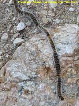 Polilla Procesionaria del pino - Thaumetopoea pityocampa. Loma del Leganillo - Quesada