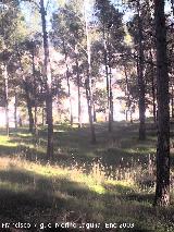 Parque Periurbano de Santa Catalina, Neveral, Imora. Pinos del Cerro de Santa Catalina