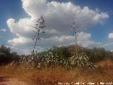 Cactus Pita - Agave americana. Cerro Mortero - Vilches