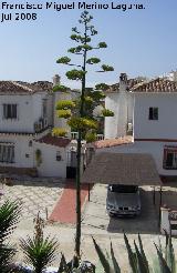 Cactus Pita - Agave americana. Benalmdena