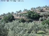 Cortijo de Las Emilias. 