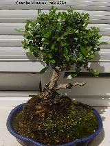 Pitosporo - Pittosporum tobira. Bonsai Torredelcampo