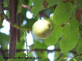 Noguera - Juglans regia. Los Villares