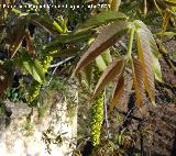 Noguera - Juglans regia. Navas de San Juan