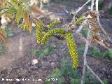 Noguera - Juglans regia. Navas de San Juan