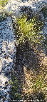 Necr�polis del Banco. Tumba