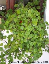 Planta del dinero - Plectranthus australis. Navas de San Juan