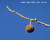 Pltano de sombra - Platanus x hispanica. Navas de San Juan