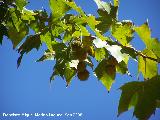 Pltano de sombra - Platanus x hispanica. Crdoba