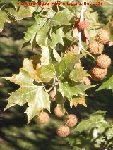 Pltano de sombra - Platanus x hispanica. Jan