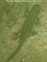 Tritn jaspeado - Triturus marmoratus. Lavadero de El Cabo - Navas de San Juan