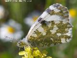 Mariposa Blanquiverdosa - Pontia daplidice. Giribaile - Vilches