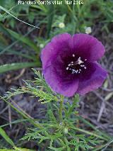 Amapola morada - Roemeria hybrida. Giribaile - Vilches