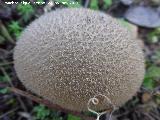 Peo de lobo - Lycoperdon perlatum. El Vaquerizo - Castellar