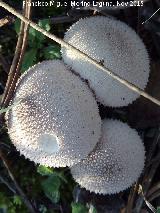 Peo de lobo - Lycoperdon perlatum. El Vaquerizo - Castellar