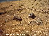 Oppidum de Giribaile. Viviendas. Restos de columnas y planta de una vivienda