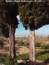 Casera de Torrequebrada. Vista de Torrequebrada desde sus cipreses