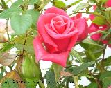 Rosal - Rosa spp.. Los Villares