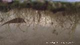 Lenteja de agua. Raices. Los Villares