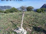 Cruz de los Madroales. 