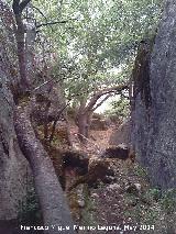 Cueva del Yedrn. Pasillo rocoso