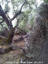 Cueva del Yedrn. Encina