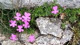 Violeta de Cazorla - Viola cazorlensis. Caballo Torraso - Villanueva del Arzobispo