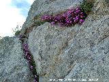 Violeta de Cazorla - Viola cazorlensis. Caballo Torraso - Villanueva del Arzobispo