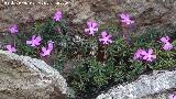 Violeta de Cazorla - Viola cazorlensis. Caballo Torraso - Villanueva del Arzobispo