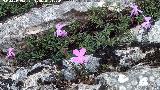 Violeta de Cazorla - Viola cazorlensis. Caballo Torraso - Villanueva del Arzobispo