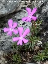 Violeta de Cazorla - Viola cazorlensis. Caballo Torraso - Villanueva del Arzobispo