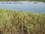 Salicornia - Salicornia europaea. Santa Pola