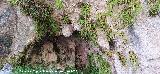 Grasilla - Pinguicula vallisneriifolia. Ca��n de las Grajas - Santiago Pontones