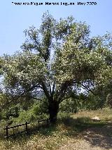 Sauce blanco - Salix alba. Encinarejo - And�jar