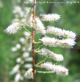 Tamarisco - Tamarix gallica. Pitillos. Valdepeas