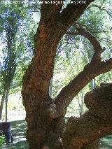 Tamarisco - Tamarix gallica. Nacimiento del Ro San Juan - Castillo de Locubn