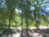 Tamarisco - Tamarix gallica. Nacimiento del Ro San Juan - Castillo de Locubn