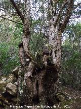 Tejo - Taxus baccata. Bosque de Tejos - Valdepeas