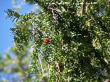 Tejo - Taxus baccata. Cazorla