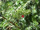 Tejo - Taxus baccata. Cazorla