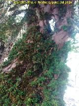 Tejo - Taxus baccata. Uno de los ejemplares de los Tejos Milenarios - Quesada