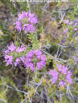 Tomillo andaluz - Thymbra capitata. Las Aguilillas - Campillos