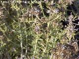 Tomillo de playa - Teucrium dunense. Santa Pola