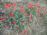 Amapola - Papaver rhoeas. Antequera