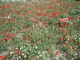 Amapola - Papaver rhoeas. Ro Susana - Valdepeas de Jan