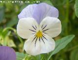 Trinitaria - Viola tricolor. Los Villares