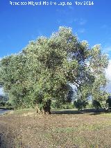 Olivo de la Era de la Zarza. 